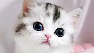 گربه‌ها در برابر آینه؛ لحظه‌ای که کنجکاوی به وحشت تبدیل می‌شود+فیلم