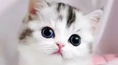 گربه‌ها در برابر آینه؛ لحظه‌ای که کنجکاوی به وحشت تبدیل می‌شود+فیلم