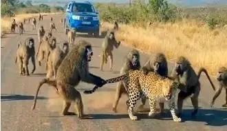 حمله وحشیانه 50 بابون وحشی به یوزپلنگ + فیلم