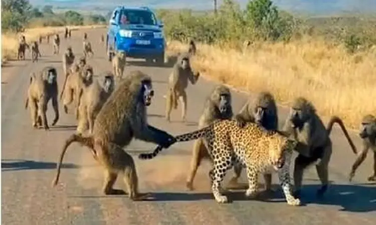 حمله وحشیانه 50 بابون وحشی به یوزپلنگ + فیلم