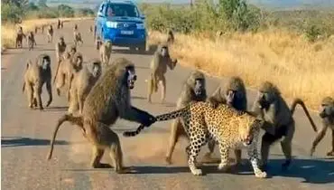 حمله وحشیانه 50 بابون وحشی به یوزپلنگ + فیلم