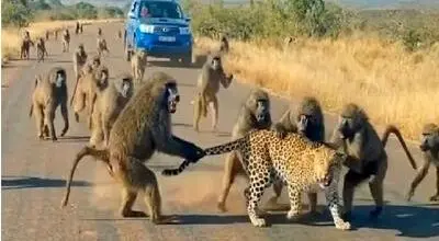 حمله وحشیانه 50 بابون وحشی به یوزپلنگ + فیلم