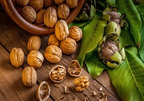 گردو؛ خوراکی کوچک با تأثیر بزرگ بر دیابت