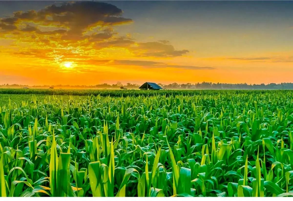 روغن خوراکی با افزایش قیمت ده درصدی روبرو شد