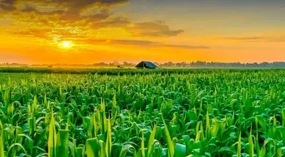 روغن خوراکی با افزایش قیمت ده درصدی روبرو شد