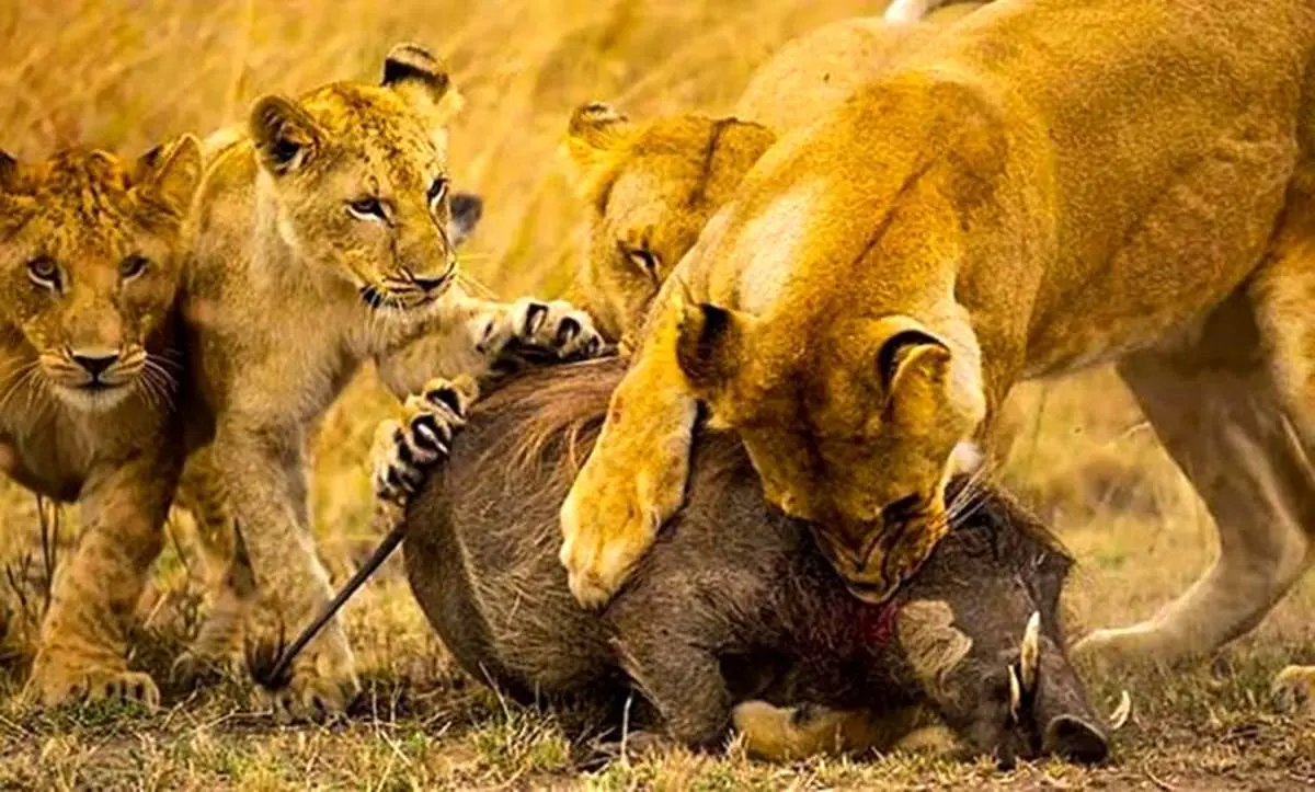 دفاع جانانه شیرکوهی از توله هایش در برابر خرس سیاه+ فیلم