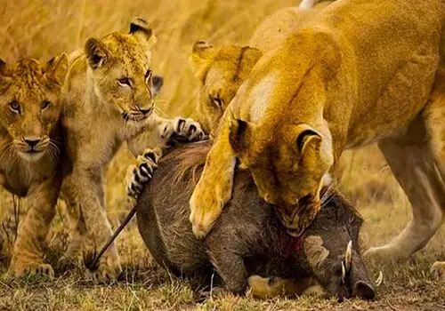 لحظه نفس‌گیر صعود خرس سیاه و توله‌هایش از ارتفاعات + فیلم