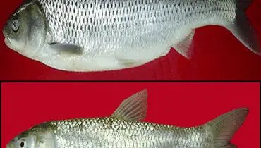 تفاوت ماهی سفید دریایی و پرورشی در چیست؟+ فیلم