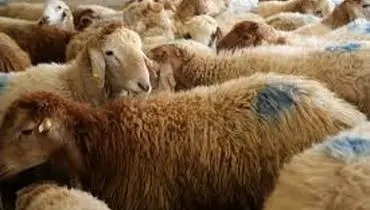 گوسفند هم ارزان شد! تغییر تازه در بازار دام زنده 
