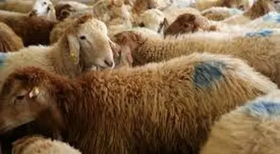 گوسفند هم ارزان شد! تغییر تازه در بازار دام زنده 

