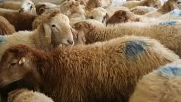 گوسفند هم ارزان شد! تغییر تازه در بازار دام زنده 
