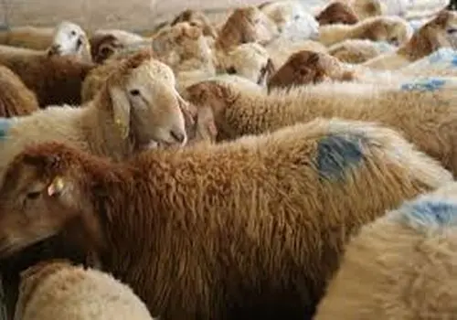 قیمت دام زنده امروز یکشنبه ۲۲ شهریور ۱۴۰۵