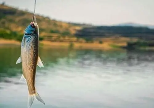 این ماهی دریای خزر شبیه اسب دریایی است!+ فیلم