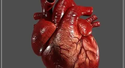 سندرم قلب شکسته؛ بیماریای که مردان را غافلگیر میکند