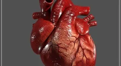 این مواد غذایی برای سلامت قلب مفید است