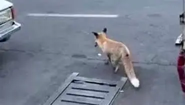 شکار موش توسط یک روباه در میدان هفت تیر تهران! +فیلم