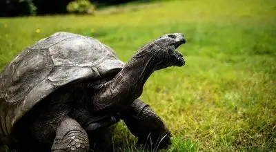 پیرترین جانور خشکی ۱۹۳ ساله شد+ عکس