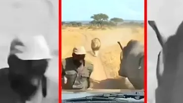 فیلم نجات معجزه آسا از چنگ شیر با کمک کرگدن