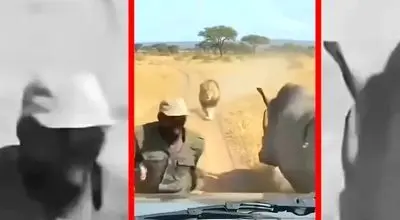 فیلم نجات معجزه آسا از چنگ شیر با کمک کرگدن