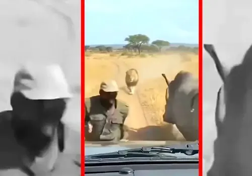 فیلم نجات معجزه آسا از چنگ شیر با کمک کرگدن