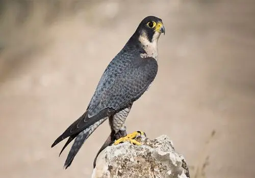 سرعت یوزپلنگ به خارپشت مجال استفاده از خارهایش را نداد+فیلم