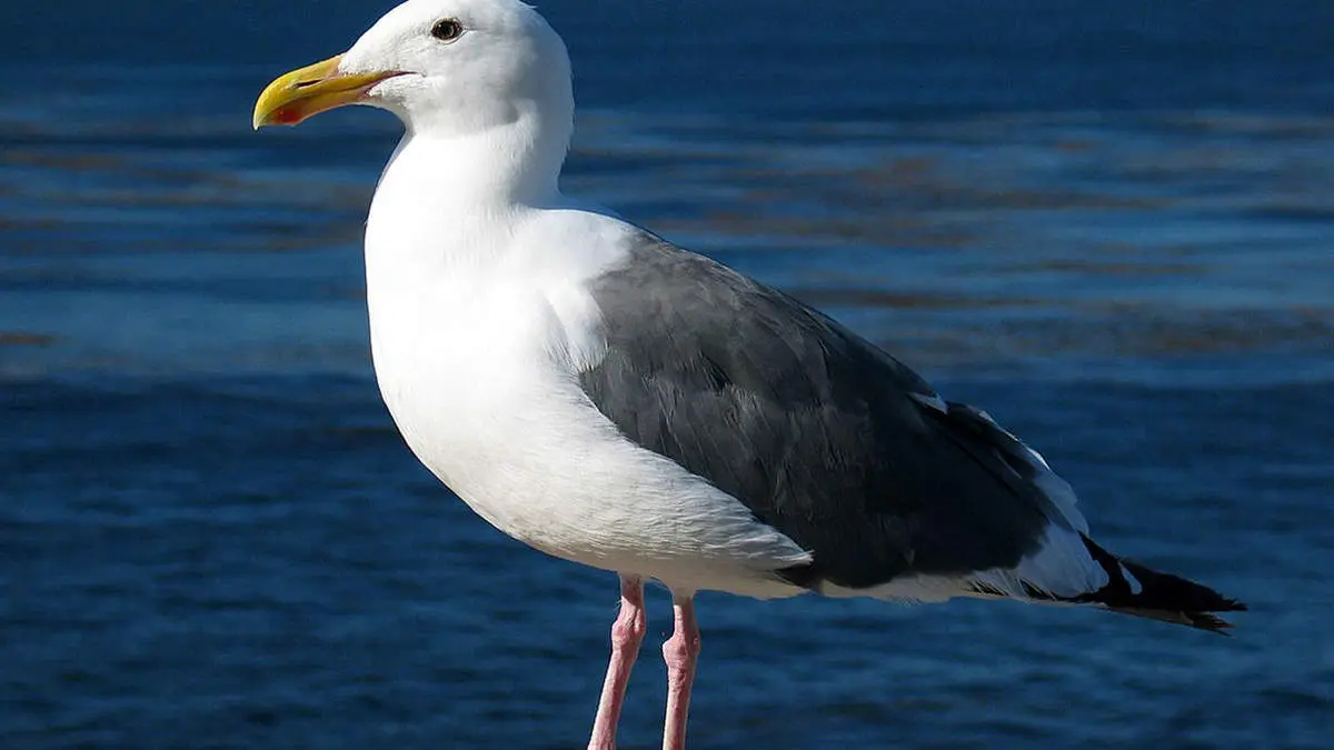 خلاقیت عجیب مرغ های دریایی در دریافت غذا + فیلم