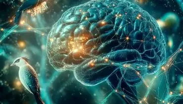 مغز پیر نمی‌شود؛ تولد نورون‌های تازه تا ۷۸ سالگی ادامه دارد
