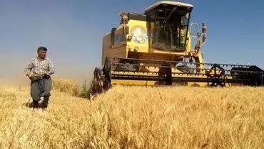 هشدار نمایندگان: تأخیر پرداخت گندم‌کاران، امنیت غذایی را تهدید می‌کند