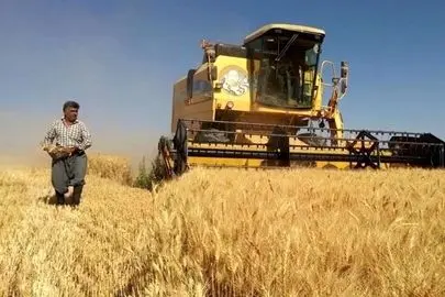 هشدار نمایندگان: تأخیر پرداخت گندم‌کاران، امنیت غذایی را تهدید می‌کند