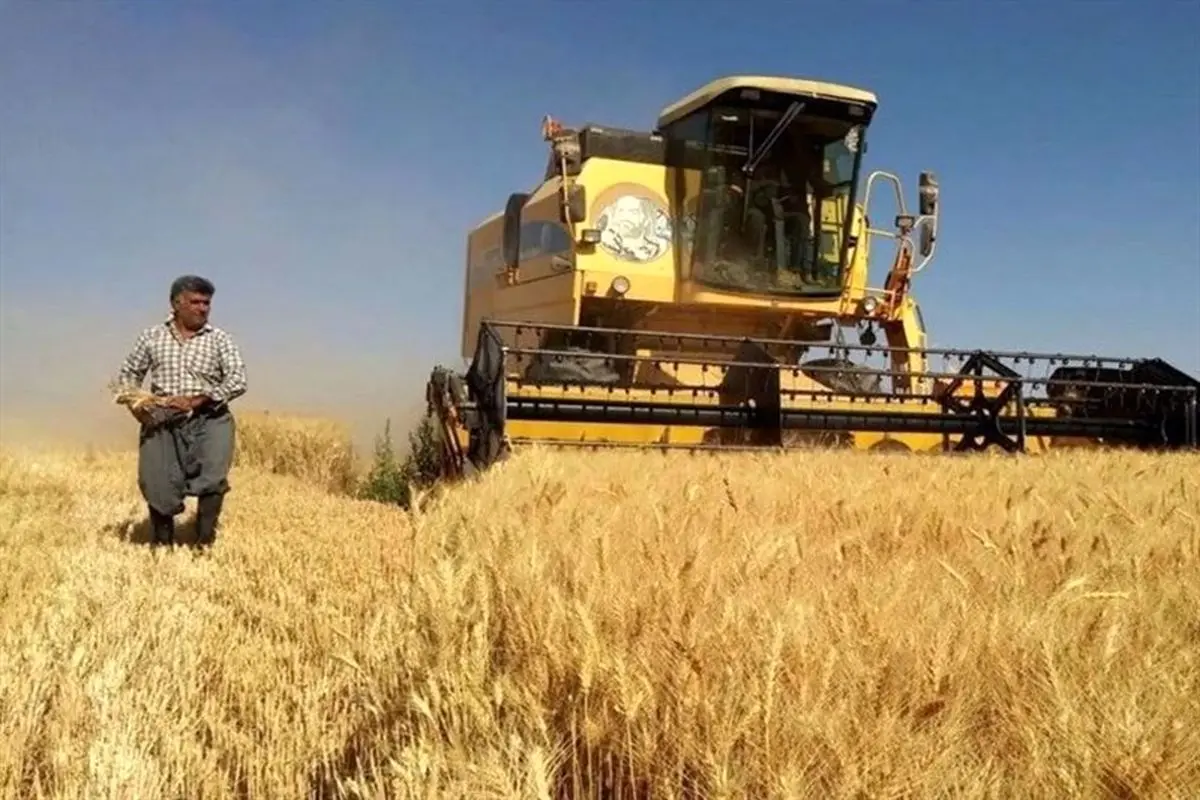 هشدار نمایندگان: تأخیر پرداخت گندمکاران، امنیت غذایی را تهدید میکند
