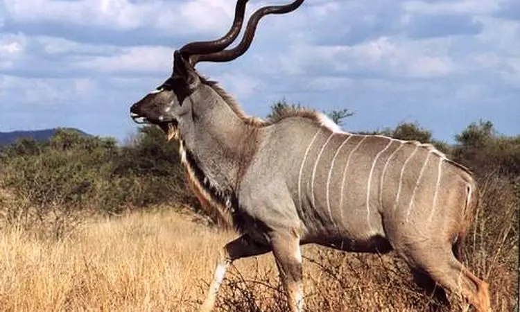 لحظه هولناک شکار کودو در آب توسط سگ های وحشی + فیلم
