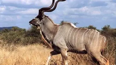 لحظه هولناک شکار کودو در آب توسط سگ های وحشی + فیلم
