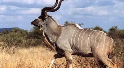 لحظه هولناک شکار کودو در آب توسط سگ های وحشی + فیلم
