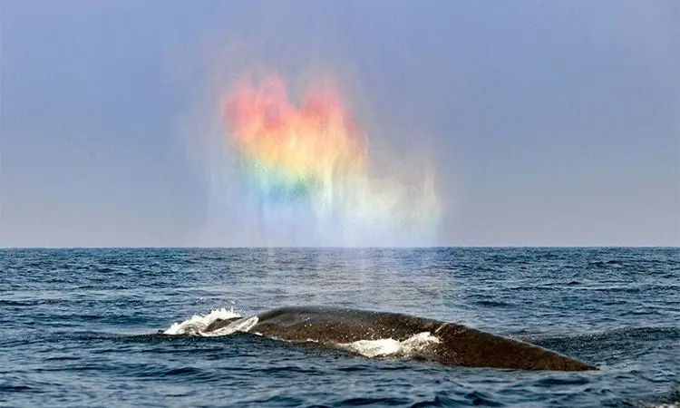 لحظه ظهور رنگین‌کمان‌های شگفت‌انگیز با بازدم نهنگ + فیلم
