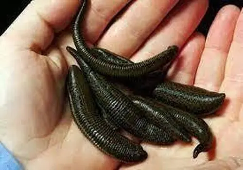 کاسبی جدید با فروش گواهی پزشکی!