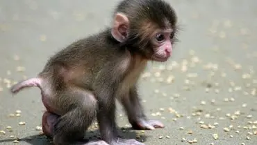 شکار بچه میمون توسط دو قورباغه+ فیلم