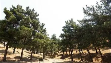 آماده‌باش کامل منطقه ۴ تهران در روز طبیعت؛ تعطیلی چهار بوستان جنگلی برای حفظ امنیت شهروندان