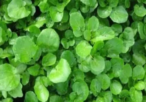 با این راهکار طلایی، رنگ و بوی قورمه سبزی را چند برابر کن + فیلم