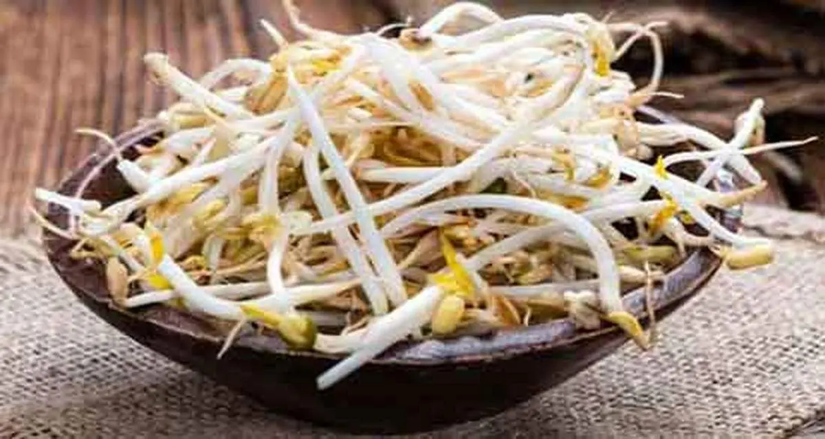 جوانه‌های لوبیا؛ منبع طبیعی تقویت استخوان و سیستم ایمنی

