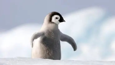 پرش باورنکردنی جوجه پنگوئن ها از صخره های یخی ۱۵ متری برای تجربه شنا+ فیلم