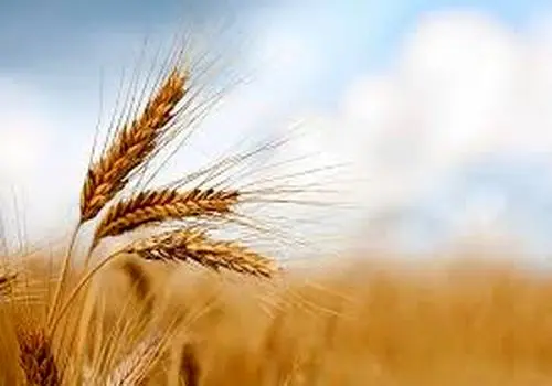 قیمت تضمینی گندم نباید از مرز ۵۰ هزار تومان پایین‌تر بیاید