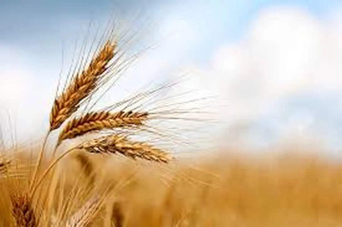 قیمت تضمینی گندم نباید از مرز ۵۰ هزار تومان پایین‌تر بیاید