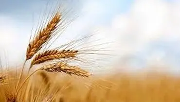 قیمت تضمینی گندم نباید از مرز ۵۰ هزار تومان پایین‌تر بیاید