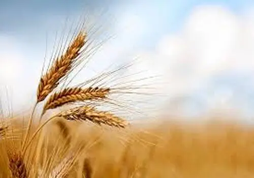 سبزه رویایی عید رو خودت بکار!