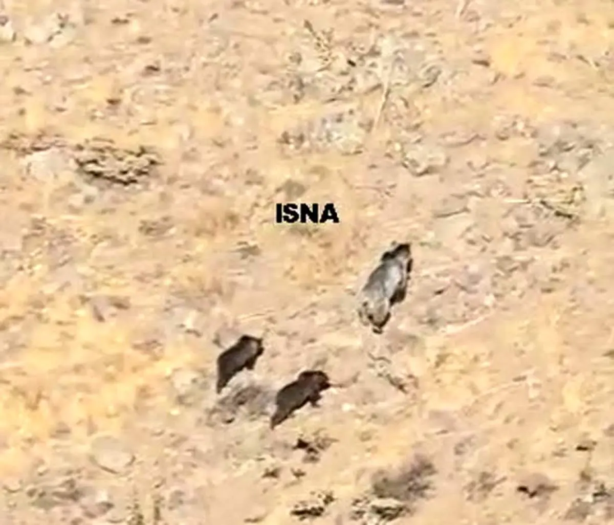 مشاهده یک قلاده خرس مادر با دو توله در مراغه

