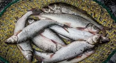 قیمت هرکیلو قزل آلا به ۴۰۰ هزارتومان رسید
