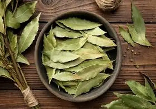  مهم ترین خواص رازیانه برای رحم و تخمدان