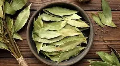  برگ بو، خواص و کاربرد آن برای پخت غذا را بدانید