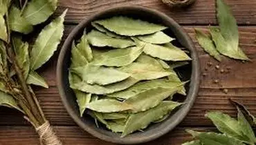  برگ بو، خواص و کاربرد آن برای پخت غذا را بدانید