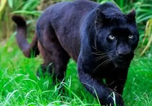 هشدار جگوار مادر هنگام نزدیک شدن فیلمبردار به فرزندانش + فیلم